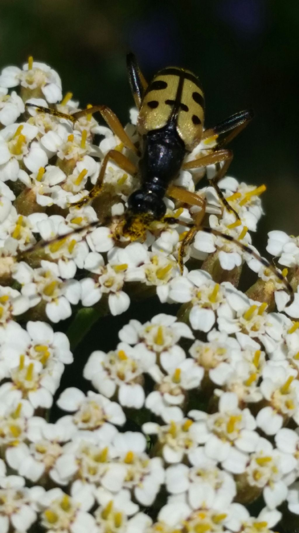 Cerambycidae: Rutpela maculata